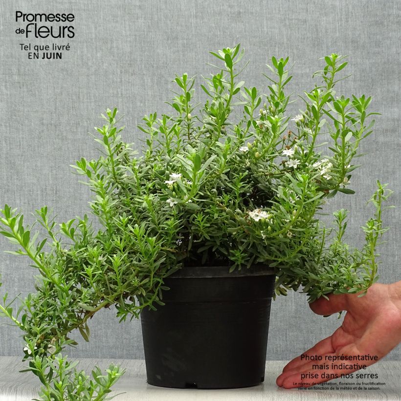 Esemplare di Myoporum parvifolium White Vaso da 3L/4L consegnato in estate