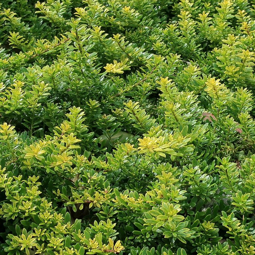 Myoporum parvifolium Fleurs roses (Fogliame)