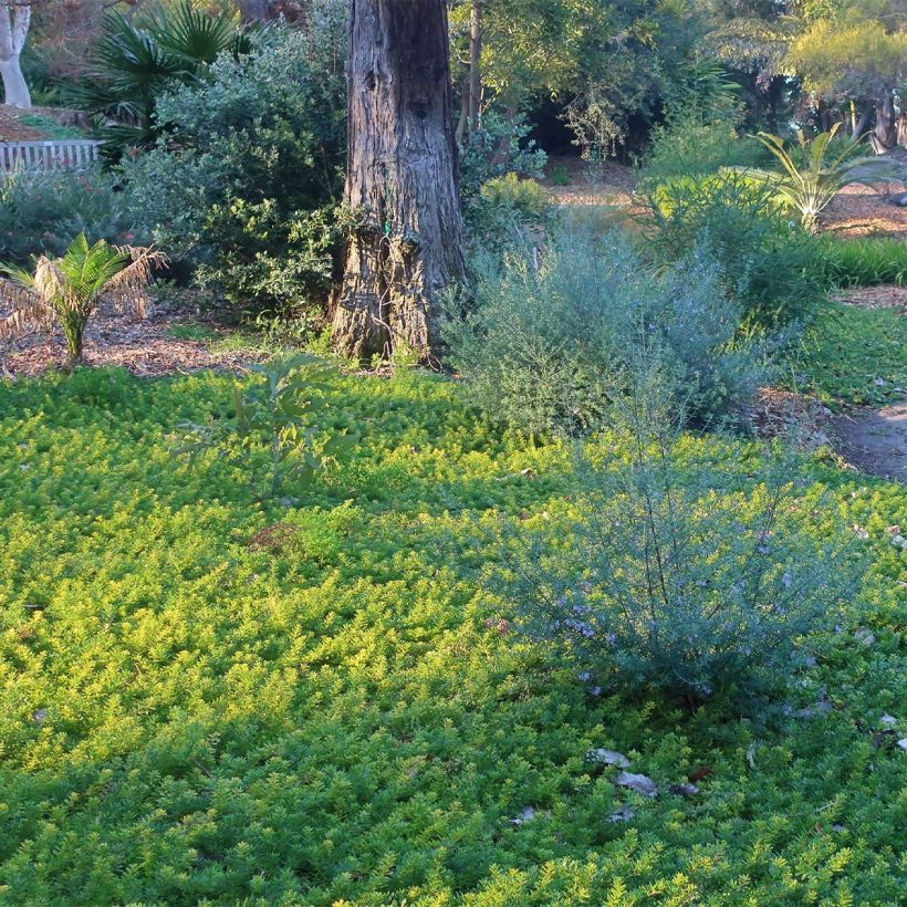Myoporum parvifolium Fleurs roses (Porto)