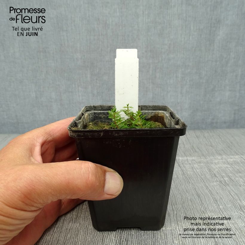 Esemplare di Myriophyllum spicatum - Millefoglio d'acqua comune Vasetto da 8/9 cm consegnato in estate