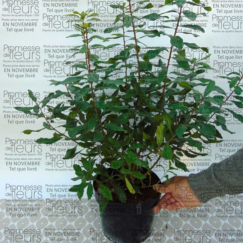 Esempio di esemplare Myrica pensylvanica Vaso da 3L/4L come consegnato