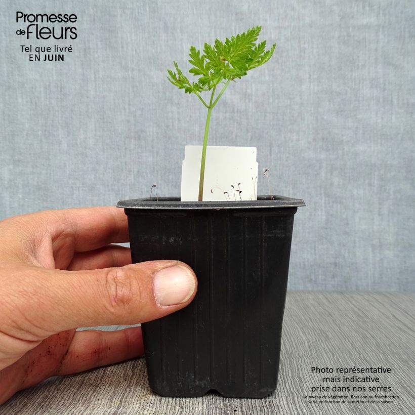 Esemplare di Myrrhis odorata - Finocchiella Vasetto da 8/9 cm consegnato in estate