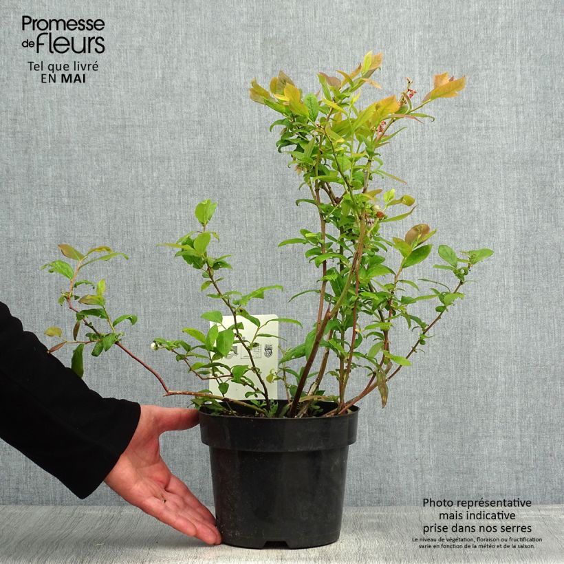 Mirtillo gigante americano - Duke Vaso da 2L/3LAltezza consegnata circa 30/40cm esemplare consegnato in primavera
