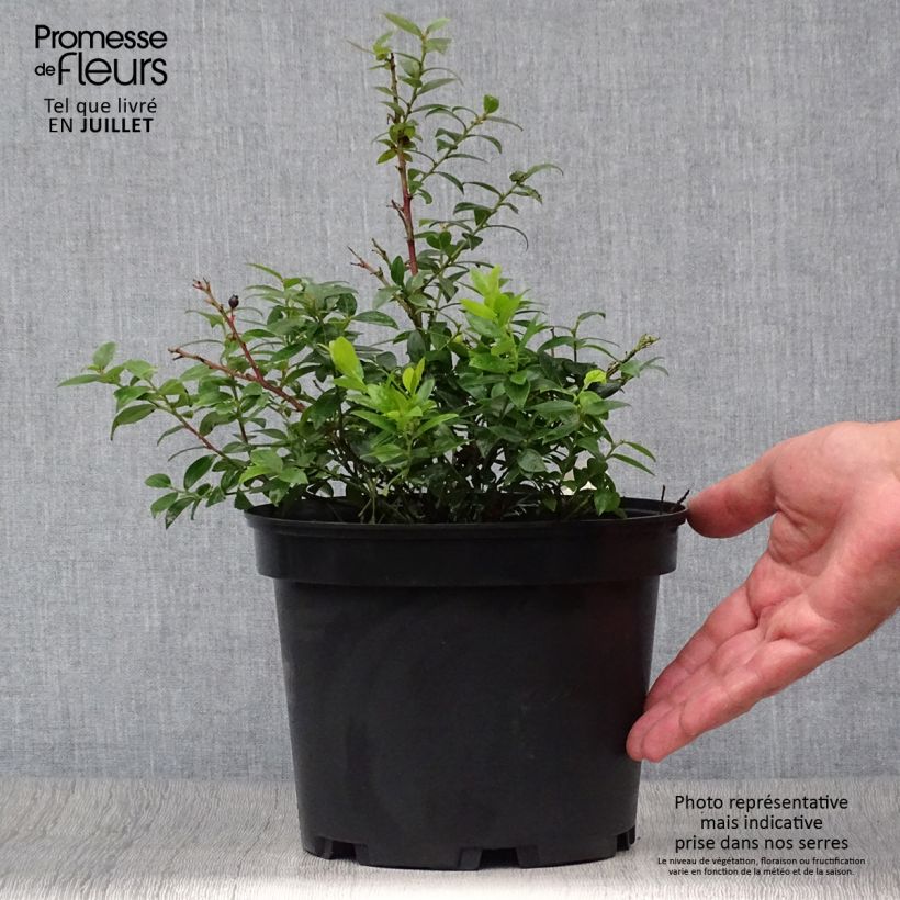 Esemplare di Vaccinium angustifolium Brazelberry Berrybux - Mirtillo Vaso da Ø 10 cm/11 cm consegnato in estate