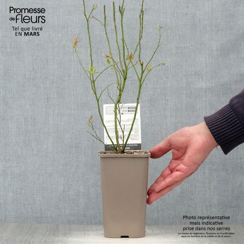 Mirtillo gigante americano - Patriot Vaso da 1,5L/2L, A cespuglio esemplare consegnato in primavera