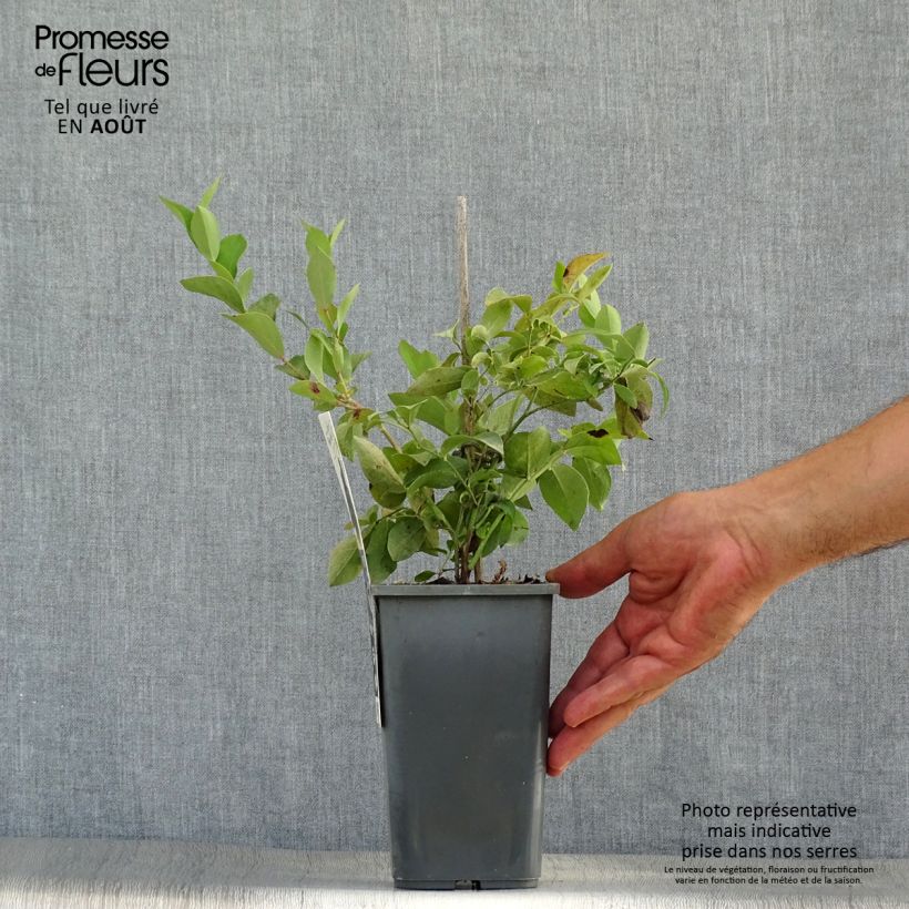 Esemplare di Vaccinium x ashei Powder Blue Bio - Mirtillo rosa Vaso da 1L/1,5L, A cespuglio consegnato in estate