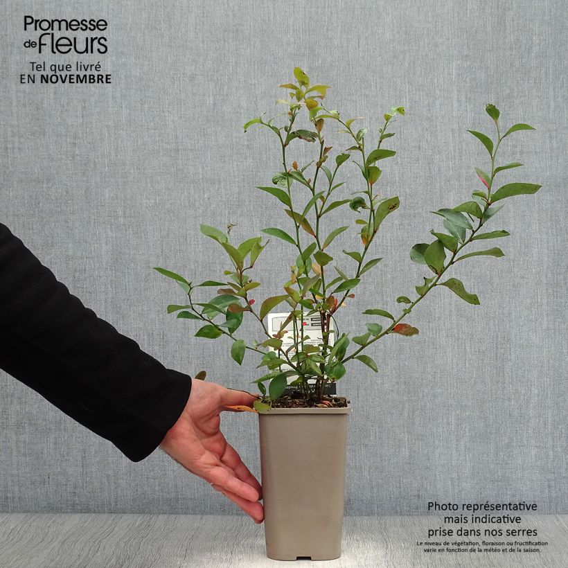 Esemplare di Vaccinium x ashei Powder Blue - Mirtillo rosa Vaso da 1,5L/2L, A cespuglio come consegnato in autunno