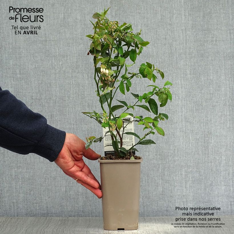Vaccinium x ashei Powder Blue - Mirtillo rosa Vaso da 1,5L/2L, A cespuglio esemplare consegnato in primavera