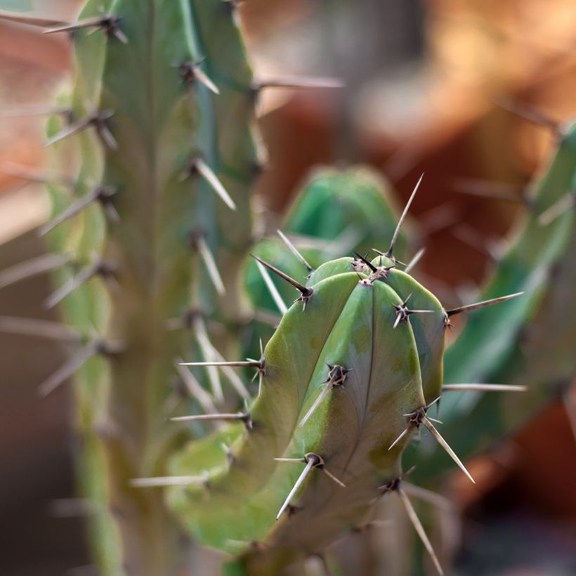 Myrtillocactus geometrizans (Fogliame)