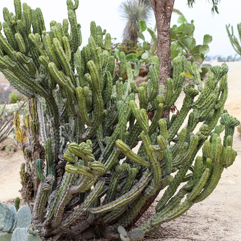 Myrtillocactus geometrizans (Porto)