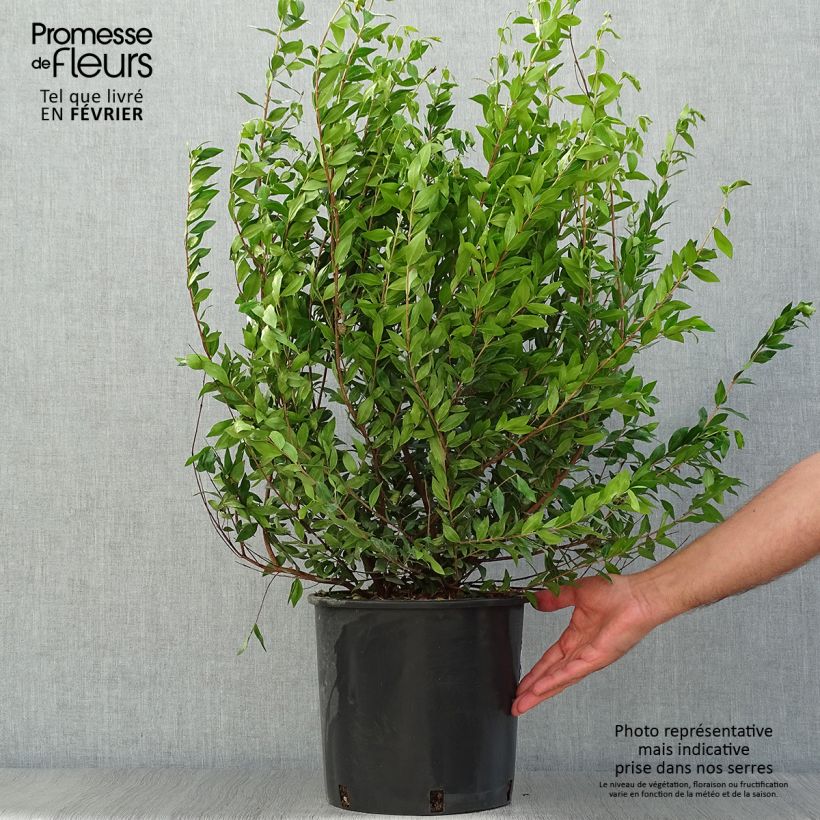 Esemplare di Myrtus communis - Mirto Vaso da 7,5L/10L come consegnato in autunno