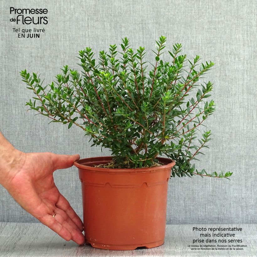 Esemplare di Myrtus communis subsp.tarentina - Mirto tarantino Vaso da 2L/3L consegnato in estate