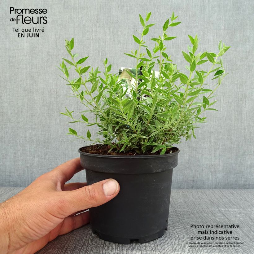 Esemplare di Myrtus communis Variegata - Mirto Vaso da 1,5L/2L consegnato in estate