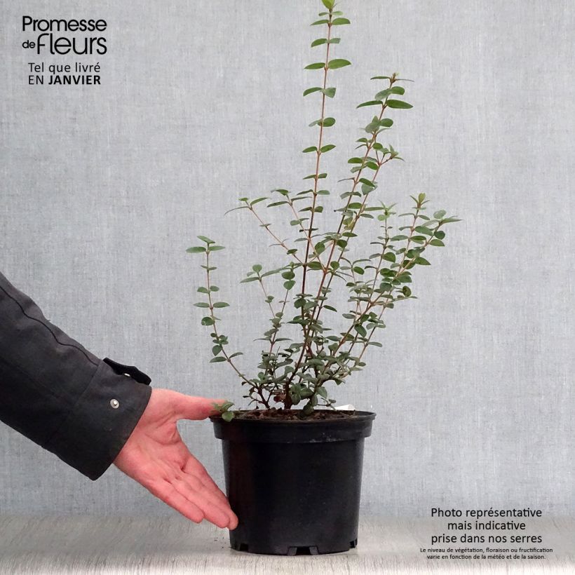 Myrtus ugni - Ugni molinae Vaso da 2L/3L esemplare consegnato in inverno