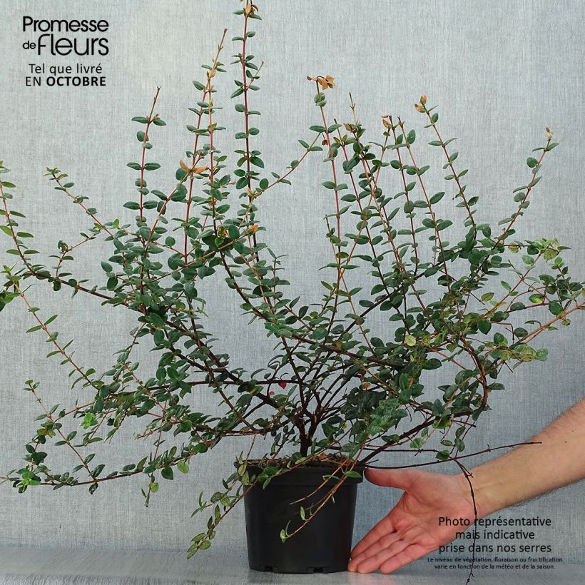 Esemplare di Myrtus ugni - Ugni molinae Vaso da 2L/3L come consegnato in autunno