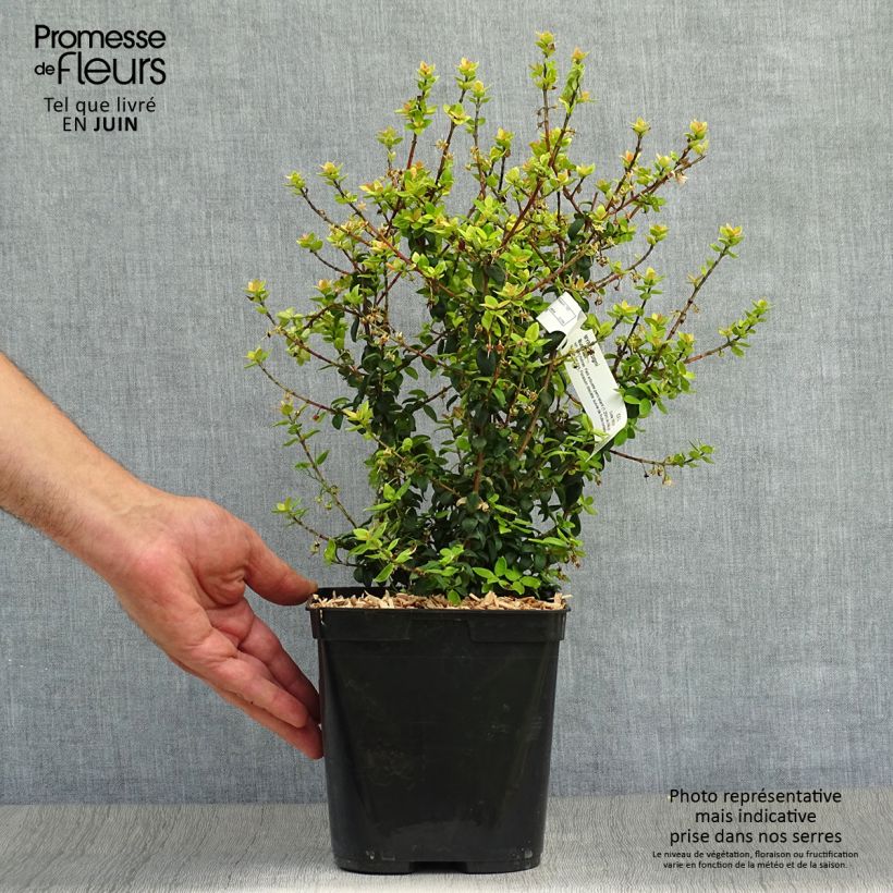 Esemplare di Myrtus ugni Butterball Vaso da 2L/3L consegnato in estate