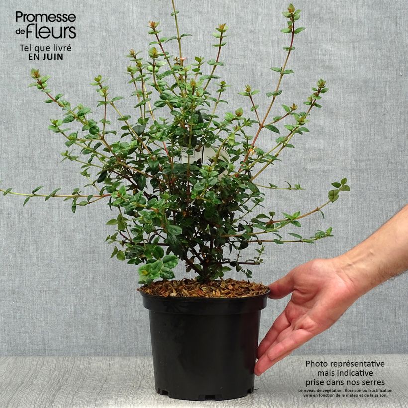 Esemplare di Myrtus ugni Elite Vaso da 2L/3L consegnato in estate