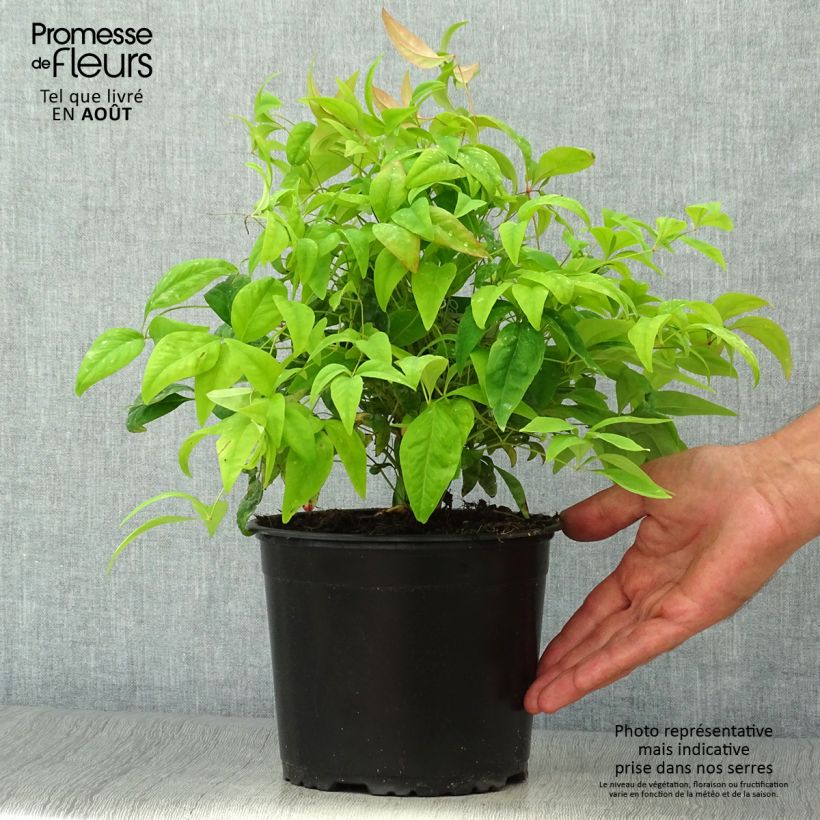 Esemplare di Nandina domestica Wood's Dwarf Vaso da 2L/3L consegnato in estate
