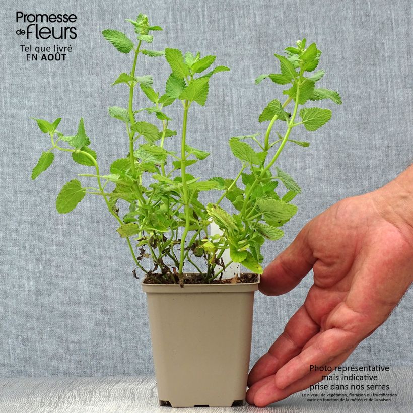 Esemplare di Nepeta grandiflora Zinser's Giant Vasetto da 8/9 cm consegnato in estate
