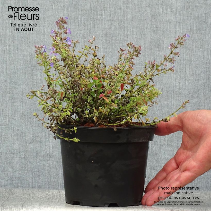 Esemplare di Nepeta faassenii Kit Cat Vaso da 2L/3L consegnato in estate