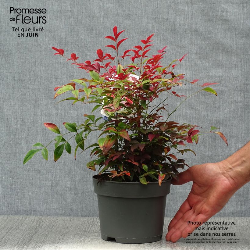 Esemplare di Nandina domestica Obsessed Seika Vaso da 2L/3L consegnato in estate