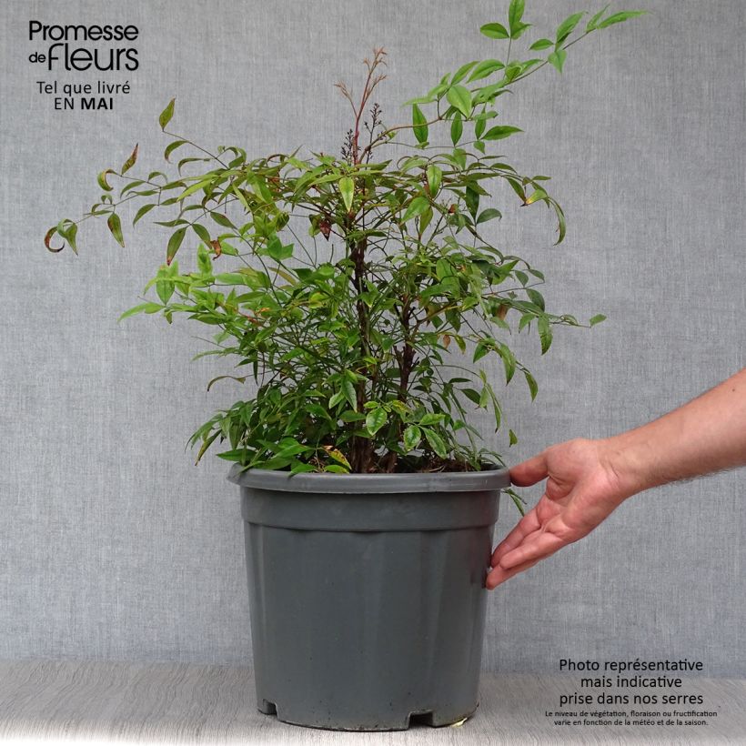 Nandina domestica - Bambù sacro Vaso da 7,5L/10L esemplare consegnato in primavera