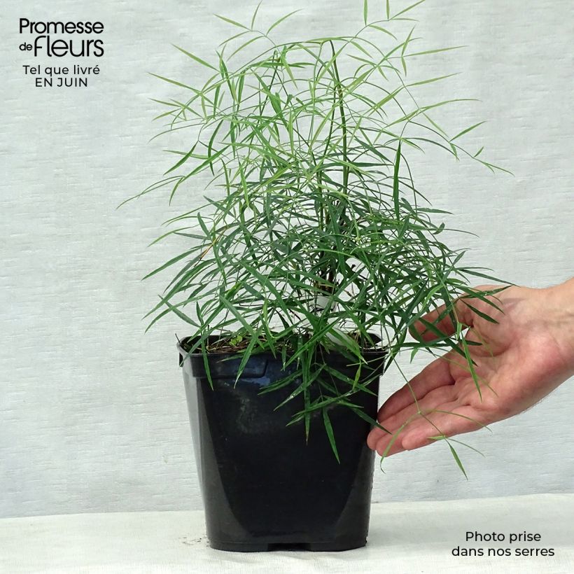 Esemplare di Nandina domestica Filamentosa Vaso da 2L/3L consegnato in estate
