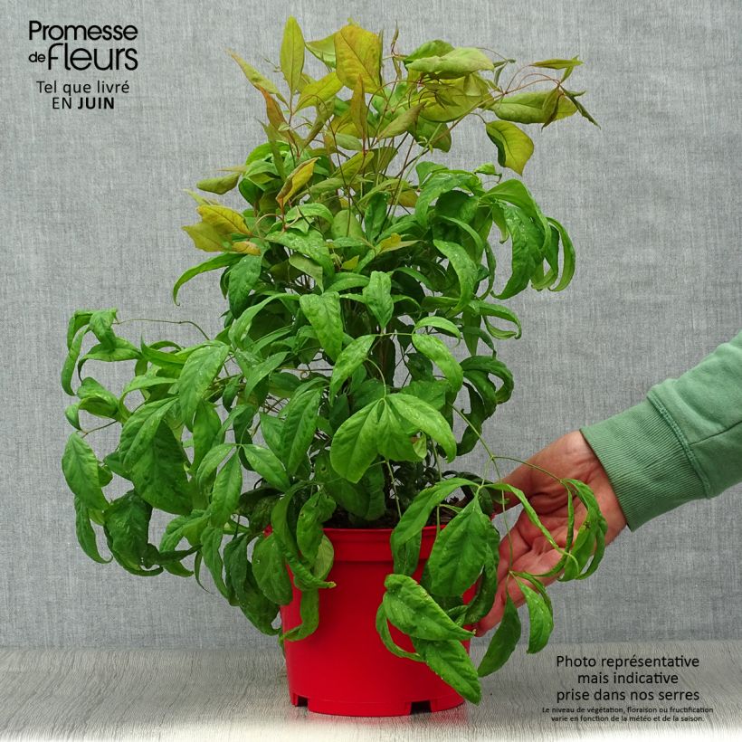 Esemplare di Nandina domestica Fire Power Vaso da 2L/3L consegnato in estate