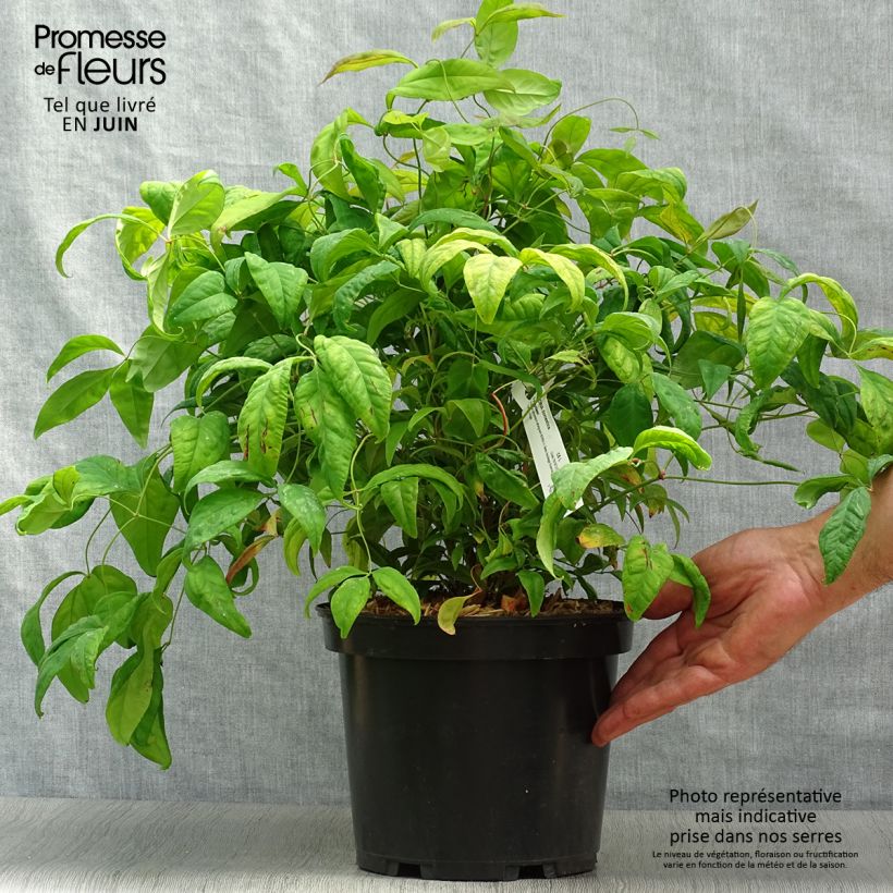 Esemplare di Nandina domestica Fire Power Vaso da 4L/5L consegnato in estate