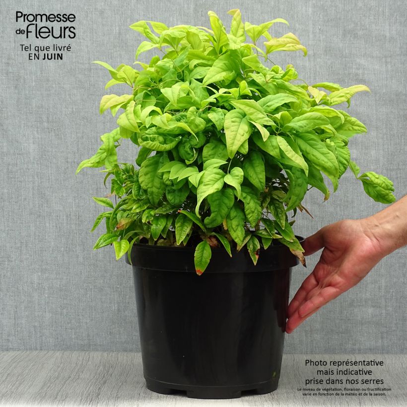 Esemplare di Nandina domestica Fire Power Vaso da 7,5L/10L consegnato in estate