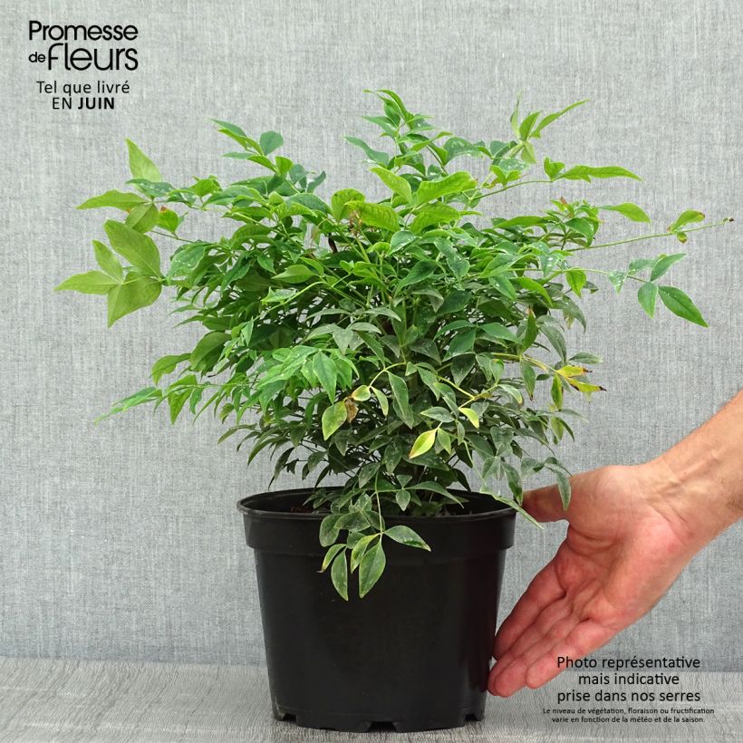 Esemplare di Nandina domestica Gulf Stream Vaso da 2L/3L consegnato in estate
