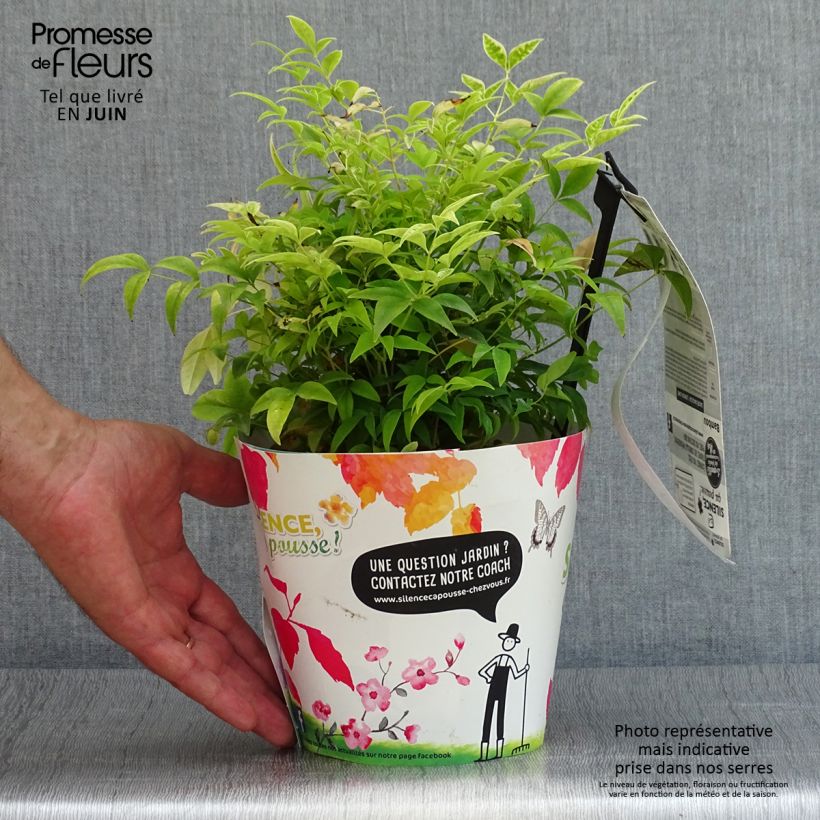 Esemplare di Nandina domestica Lemon and Lime Vaso da 2L/3L consegnato in estate