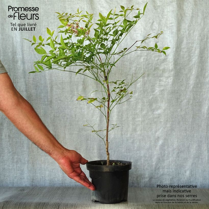 Esemplare di Nandina domestica Richmond Vaso da 2L/3L consegnato in estate