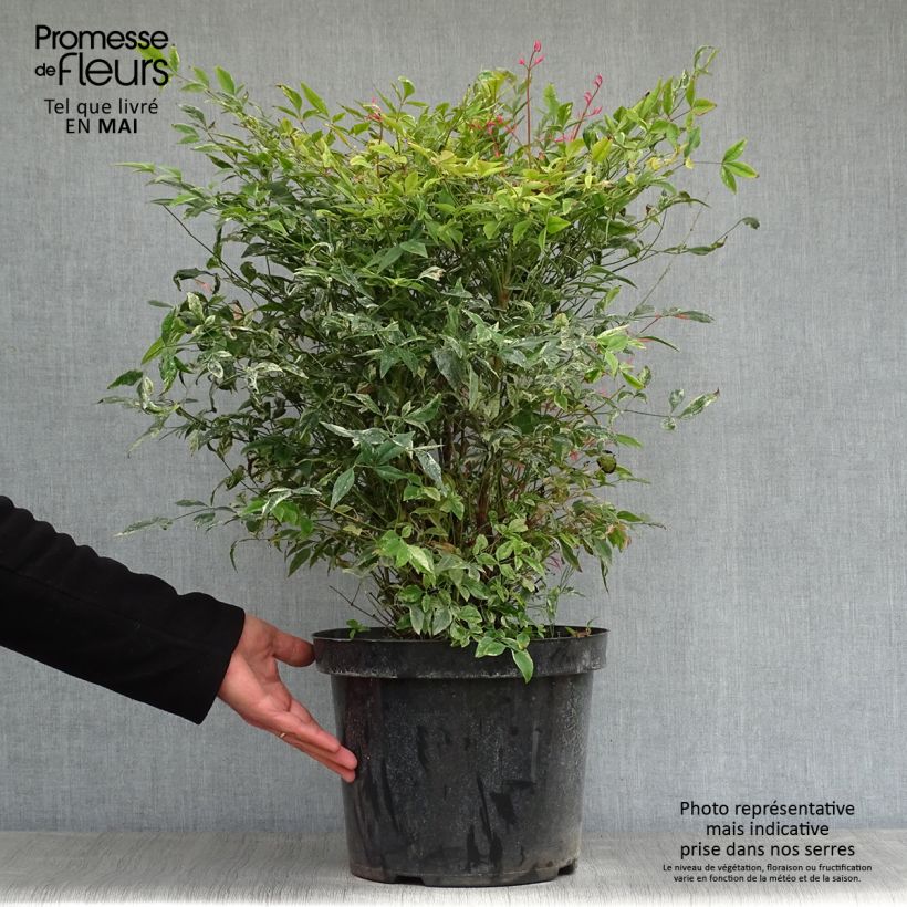 Nandina domestica Twilight Vaso da 7,5L/10L esemplare consegnato in primavera