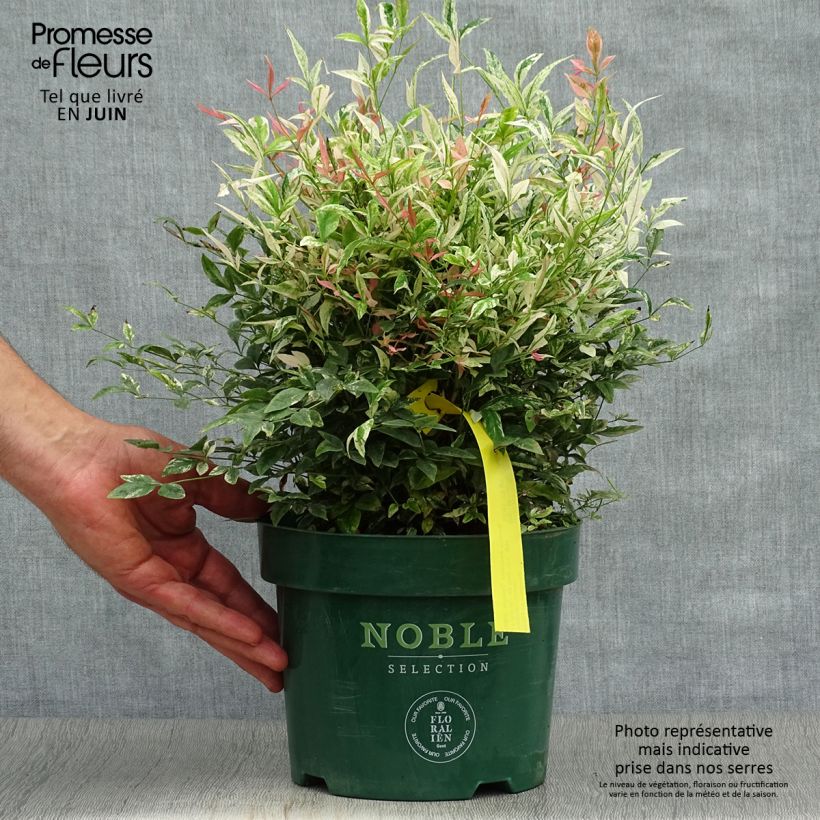 Esemplare di Nandina domestica Twilight Vaso da 2L/3L consegnato in estate