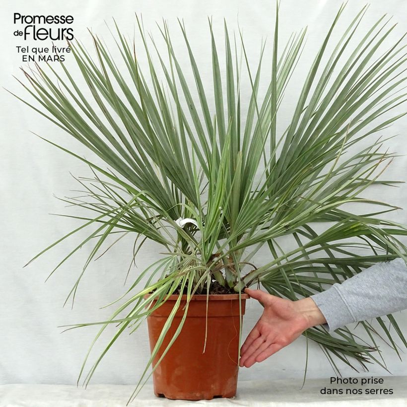 Nannorrhops ritchiana Silver Vaso da 7,5L/10L esemplare consegnato in primavera
