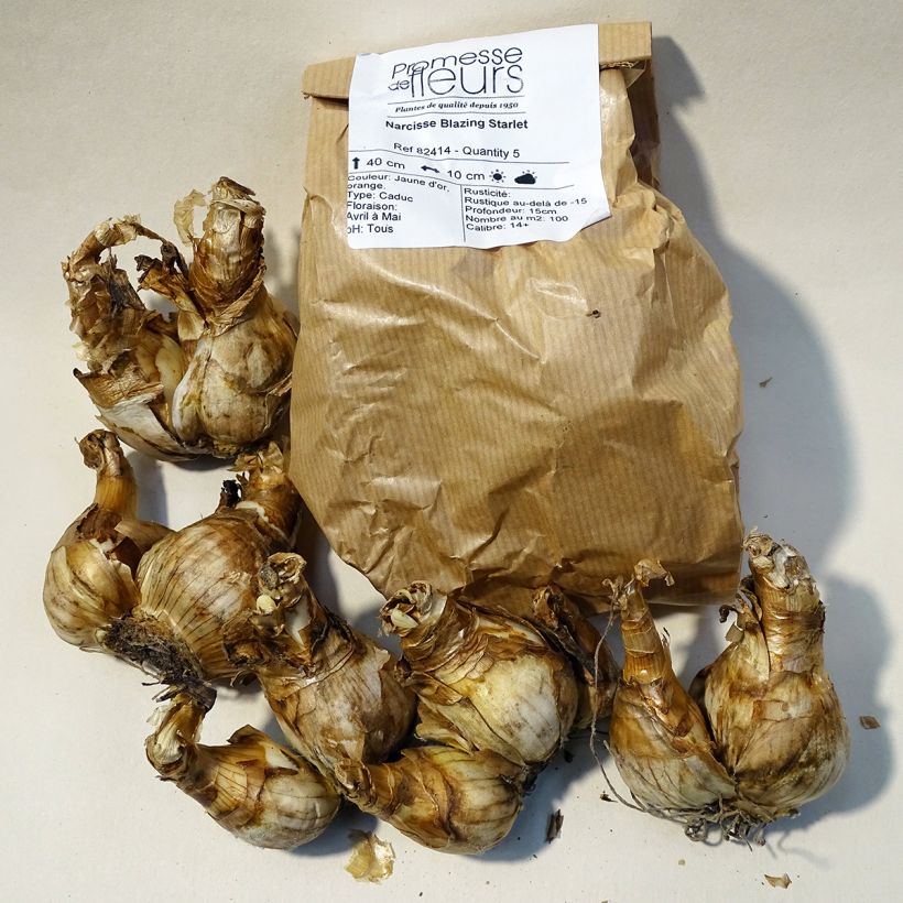 Esempio di esemplare Narciso a fiore orchidea Blazing Starlet Bulbo taglia 14+ come consegnato