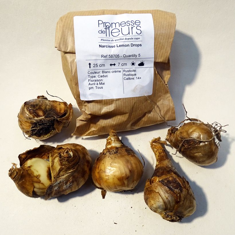 Esempio di esemplare Narcissus triandrus Lemon Drops Bulbo taglia 12+ come consegnato