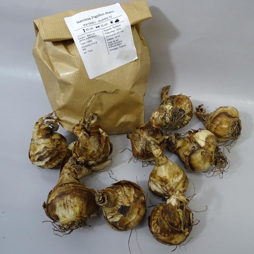 Esempio di esemplare Narciso Papillon Blanc Bulbo taglia 12+ come consegnato