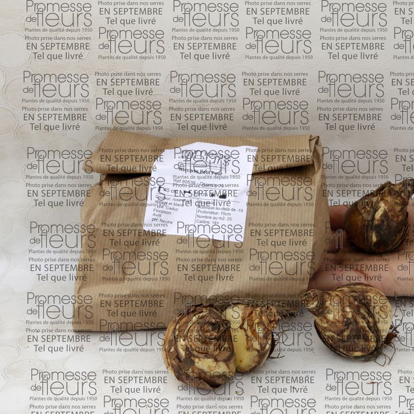 Esempio di esemplare Narciso a fiore doppio Petit Four Bulbo taglia 12+ come consegnato
