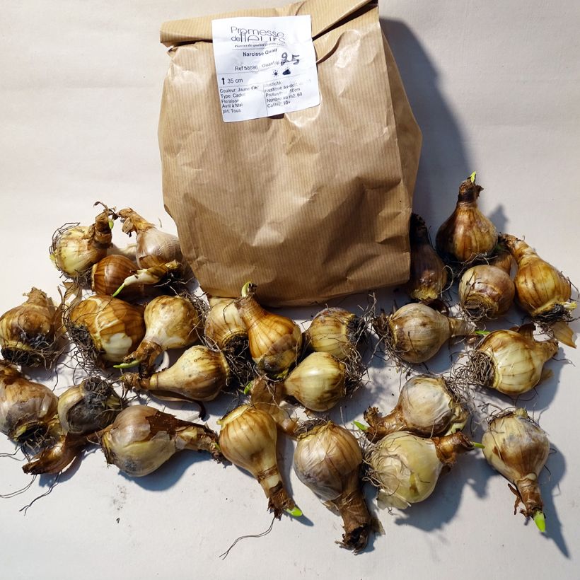 Esempio di esemplare Narciso Quail Bulbo taglia 10+ come consegnato