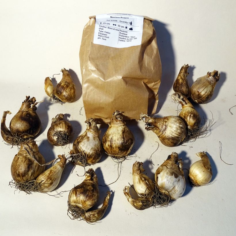 Esempio di esemplare Narciso cyclamineus Reggae Bulbo taglia 10+ come consegnato
