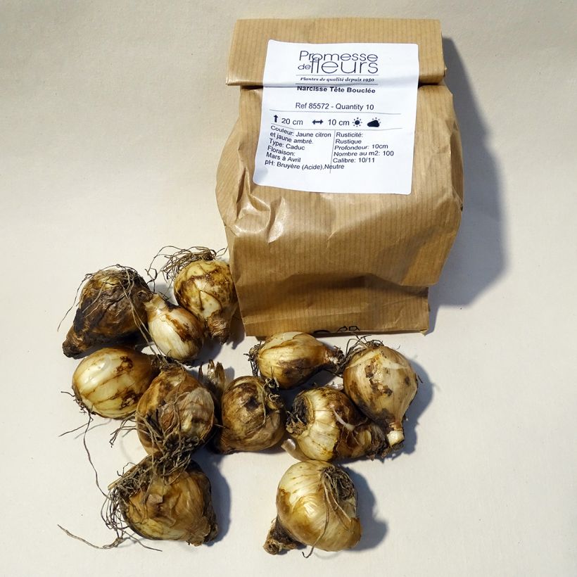 Esempio di esemplare Narciso cyclamineus Tête Bouclée Bulbo taglia 10 come consegnato
