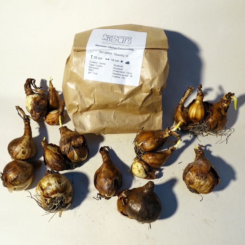 Esempio di esemplare Narciso Campernelle Bulbo taglia 10+ come consegnato