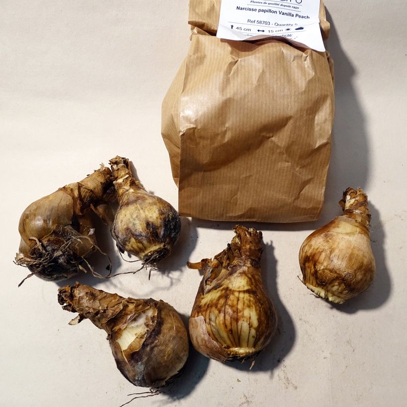 Esempio di esemplare Narciso a fiore orchidea Vanilla Peach Bulbo taglia 12+ come consegnato
