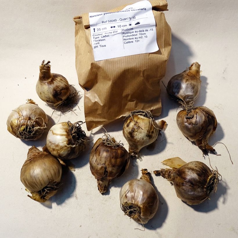 Esempio di esemplare Narciso trombone Obvallaris Bulbo taglia 12+ come consegnato