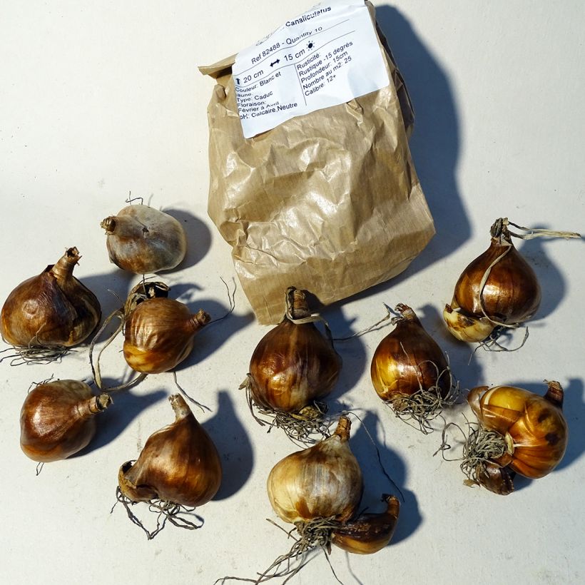 Esempio di esemplare Narciso Tazetta Canaliculatus Bulbo taglia 10+ come consegnato