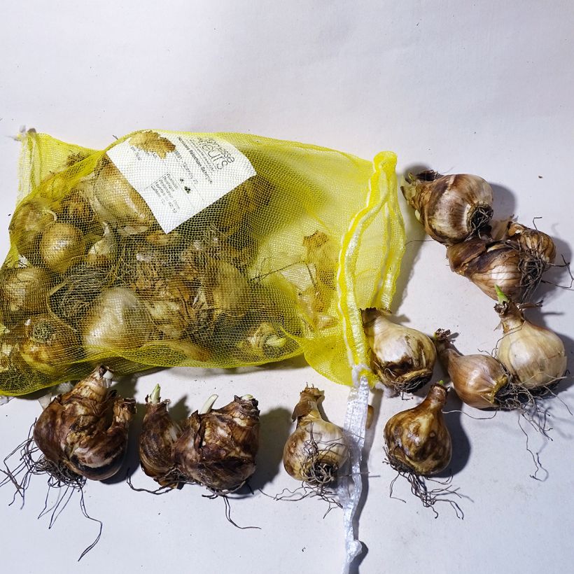 Esempio di esemplare Narcissus - Narciso Bulbo taglia 12+ come consegnato