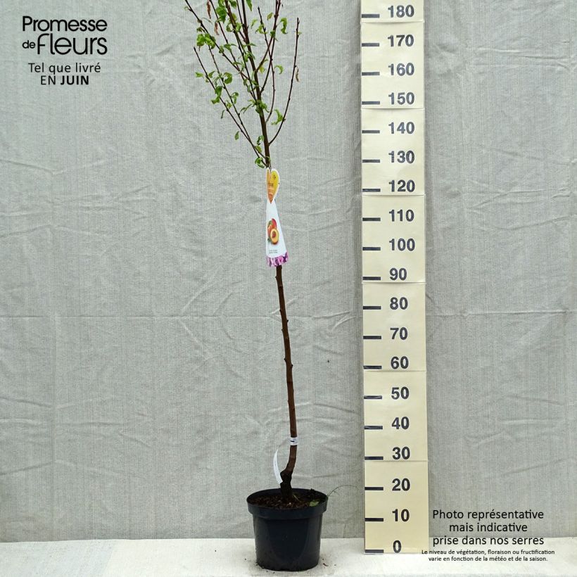 Nettarina Flavor Top Vaso da 7,5L/10L, Vaso impalcato medioAltezza consegnata circa 200/220cm esemplare consegnato in primavera