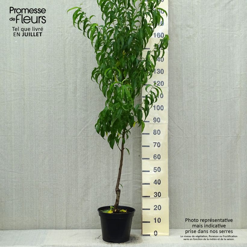 Esemplare di Nettarina Morton Vaso da 7,5L/10L, Vasetto consegnato in estate